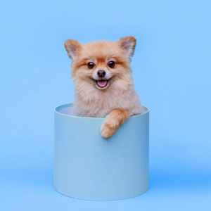 Pet Grooming and Accessories