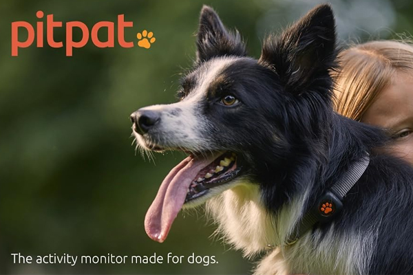 Monitor Your Dog Activity Location Easily Pit Pat