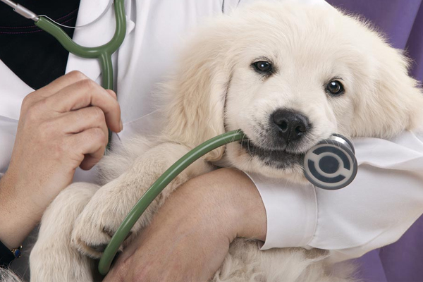 Animi Trusted Natural Supplements Grooming Products Pets