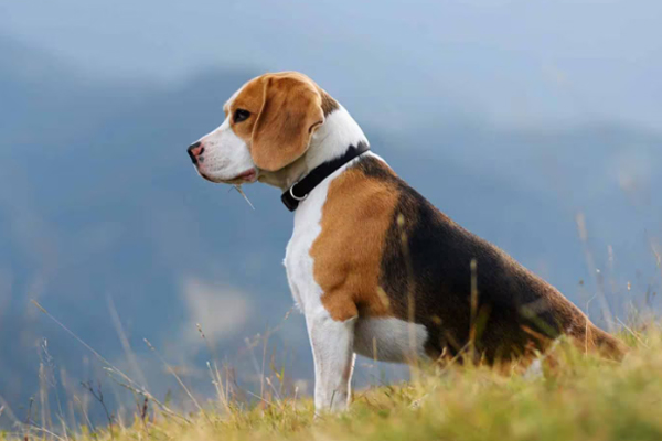 Keep Your Pets Relaxed Pets Calm Down Natural